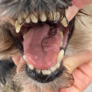 💡Kleines Neuroquiz: Hund mit linksseitiger Zungenatrophie 👅 
Welcher Hirnnerv ist betroffen? 

💡Tongue twister! Dog with...