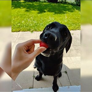 Presenting our pets🐶🐱:
 
Der aufgestellte, fröhliche Labrador Rüde „Stitch“ begleitet unsere TPA Svenja seit 6...