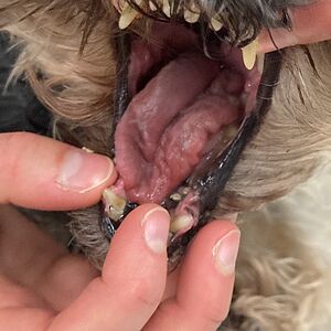 Auflösung Neuroquiz von letzter Woche🤓:
Bei diesem Hund ist der linke Nervus hypoglossus betroffen, führend zu Atrophie...